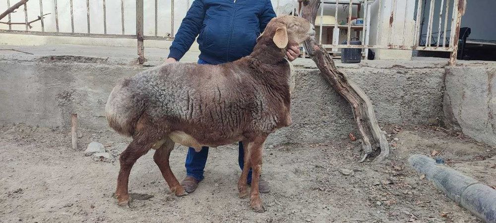 Arashan 3 yoshar qochqorlar 2 ta Bayar, Arab liniyasi