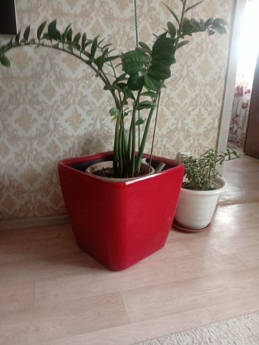 Продам цветы  цены 55000