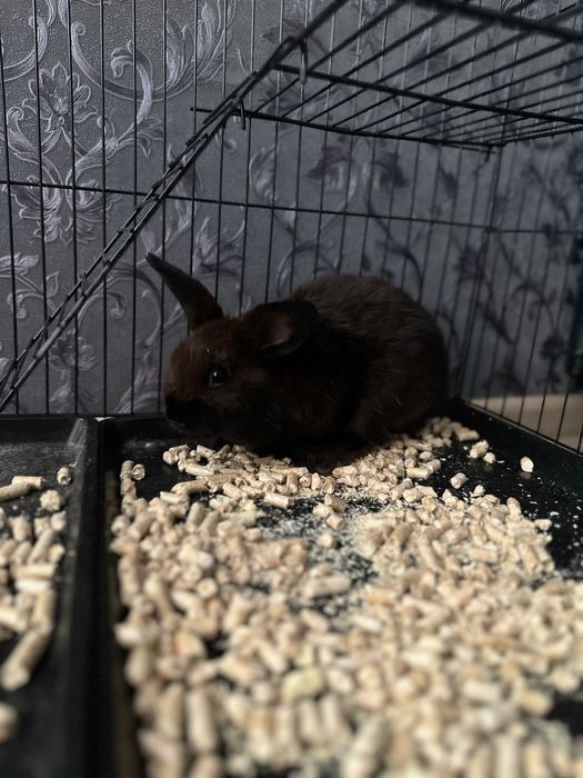 Кролик с большой клеткой