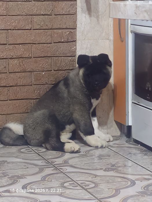 Готовы к продаже щенки Американской акиты 1