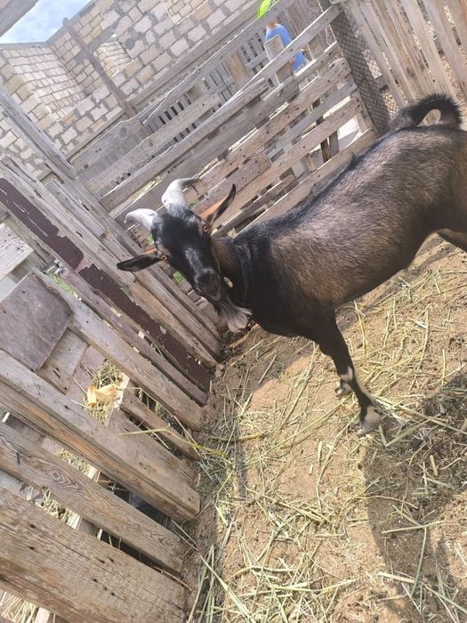 Теке сатылады