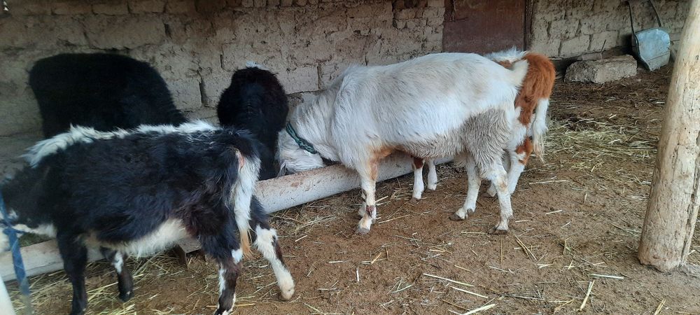 Пародный теке сатылады, бойы +1 метр .