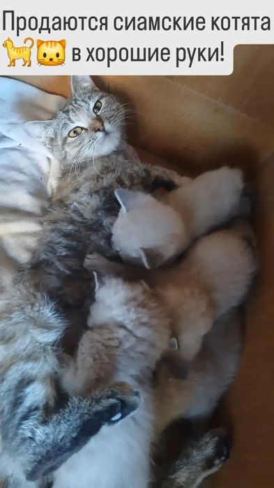 Продаются котята.
