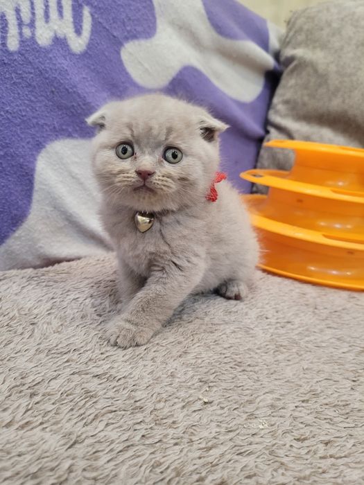Шотландски клепоухи котета на 2 месеца