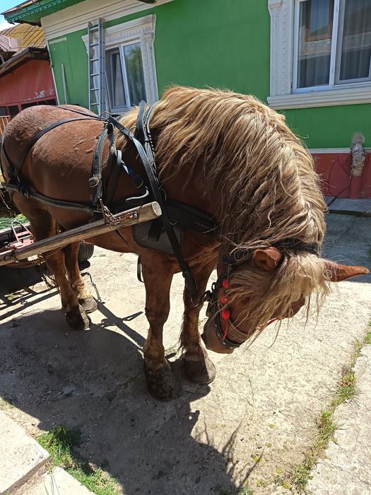 Vând harmasar Linia Fitero