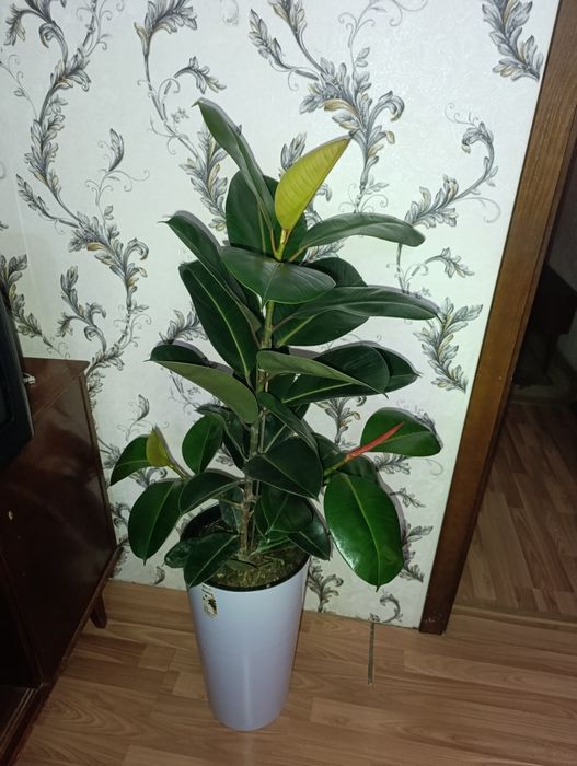 Фикус сафия туваги билан