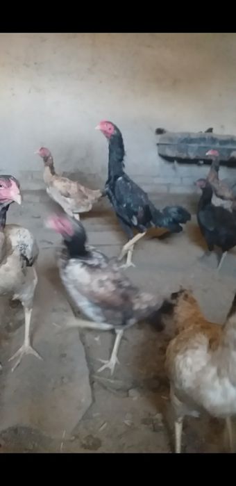 Shamo jòja sotiladi soglom