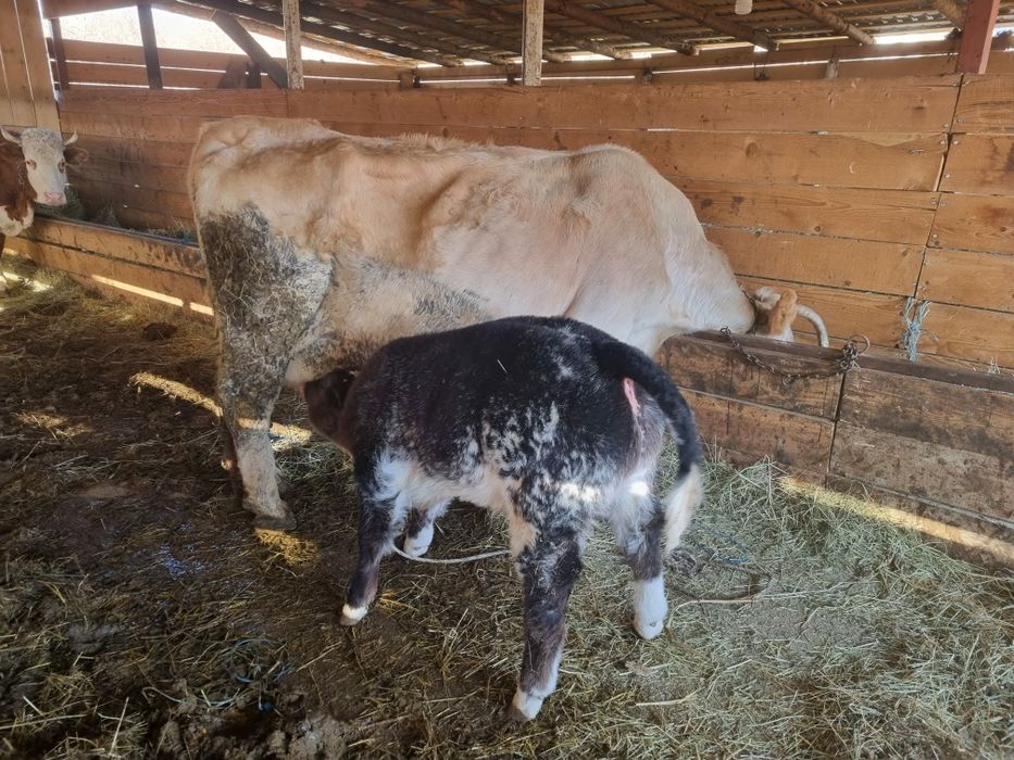 Vand vaca cu vitel albastru belgian