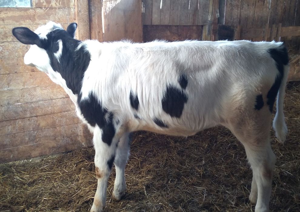 Vițea   de  Vînzare