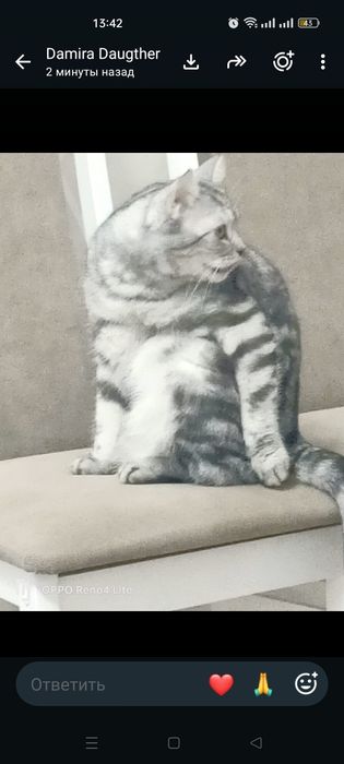 Отдам в  добрые руки