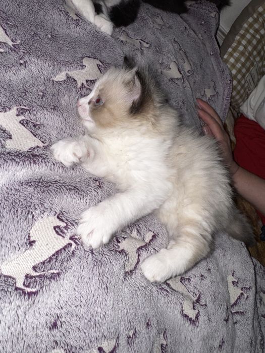 Сиамские котята очень пушистые и красивые