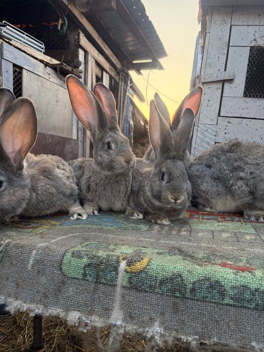 Vand iepuri uriasi gri german