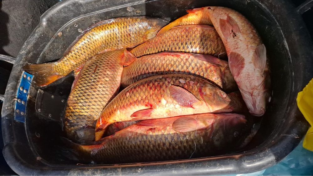 сазан 1900тг кг свежий