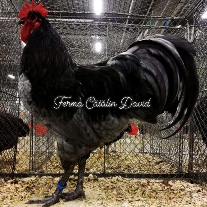 Oua incubatie Australorp Negru Albastru Splash