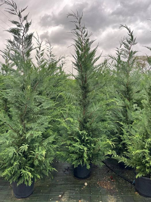 Pepinieră vând chiparos leylandii