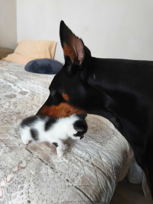 Търся дом на малко мъжко котенце