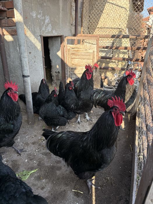 Черен австралорп