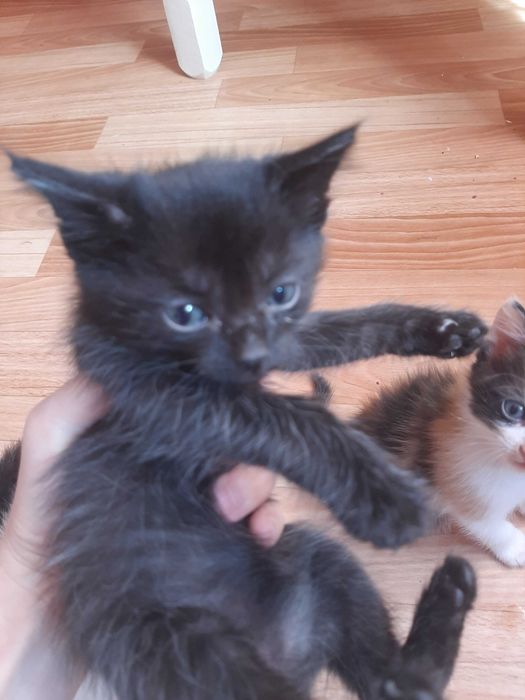 Отдам котят в хорошие руки