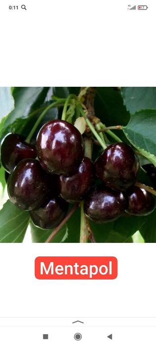 Мевали кучатлар карлик ва полкарлик