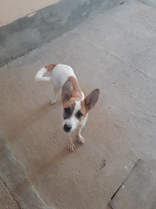 Отдам в ответственные руки