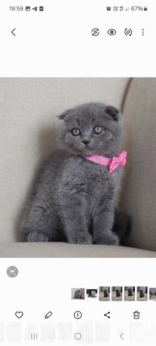 Скотиш фолд skottish fold вислоухи