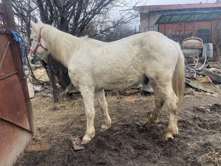 Vand cap bun de caruta