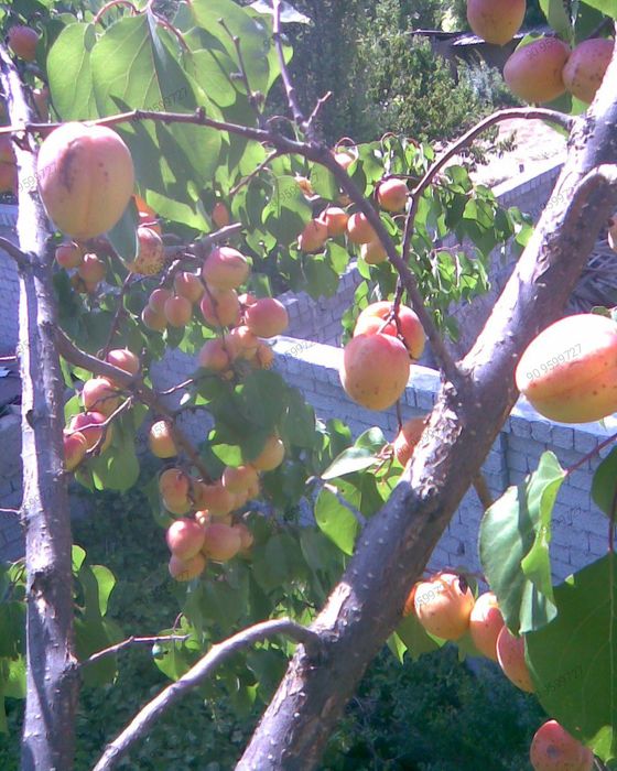 Продаётся дерево урюка