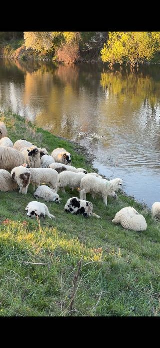 Vând miei de calitate !!
