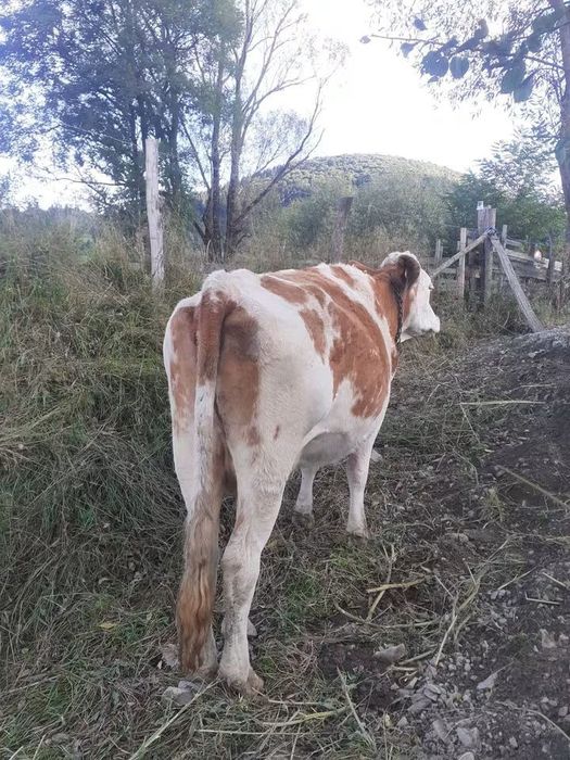 Vaci de vânzaree