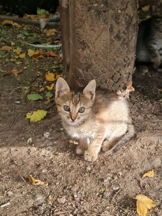 Котята в добрые руки, бесплатно