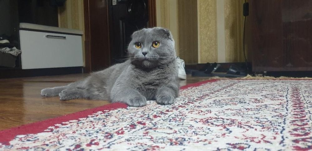 Продаëтся кошка вислоухая пароды