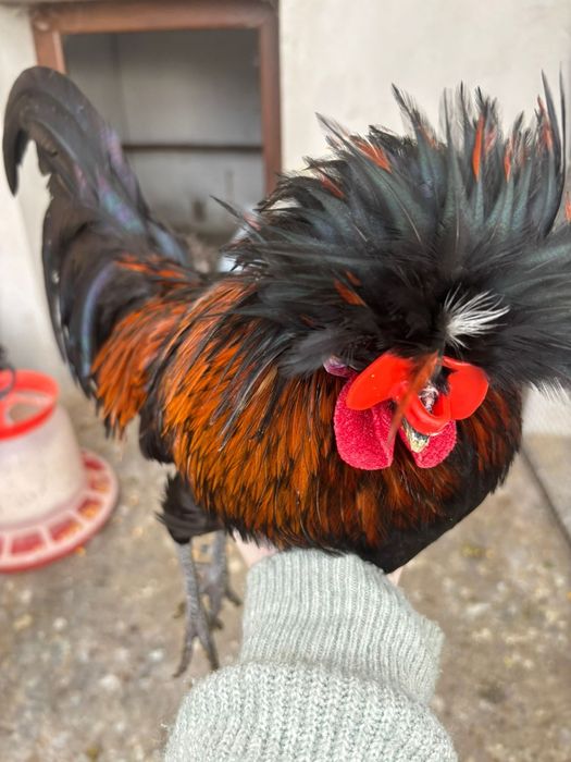 Cocosi matase japoneza si motata olandeza