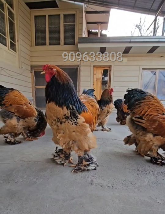 Brama Paliviy-pux TUXM JOJASI sotiladi