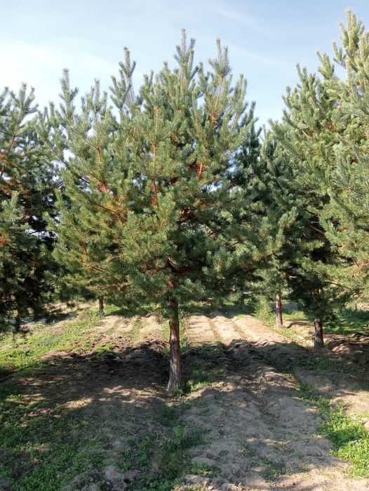Сосны формированные