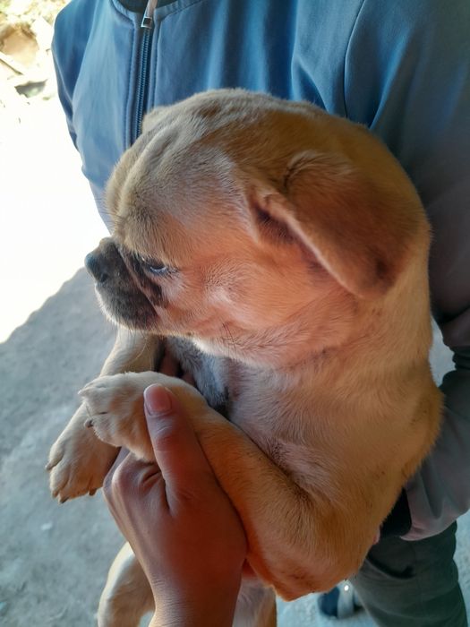 Мопс 1жаста есімі Бобик