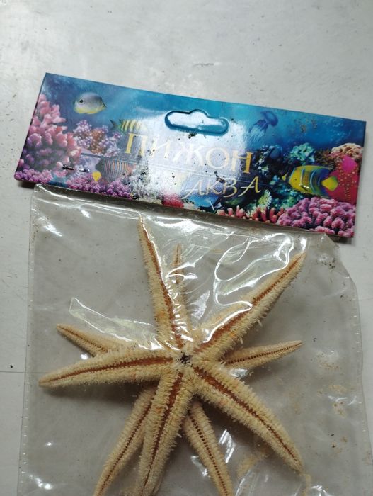 Звезда морская, бежевая.