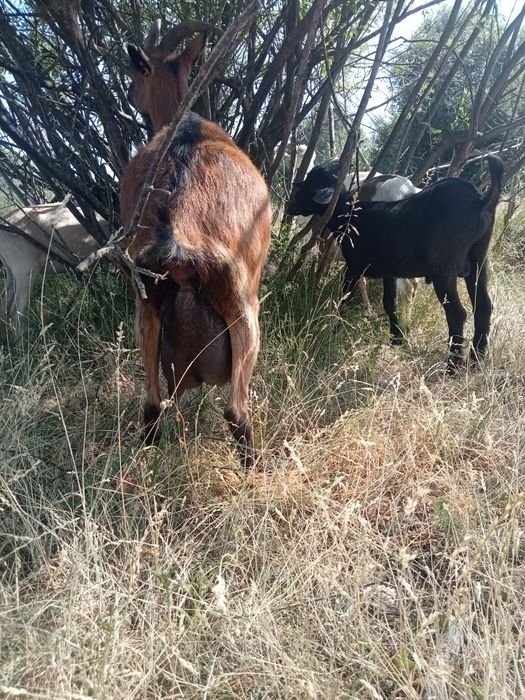 Capre și ieduțe alpin, sanen, metis nubian