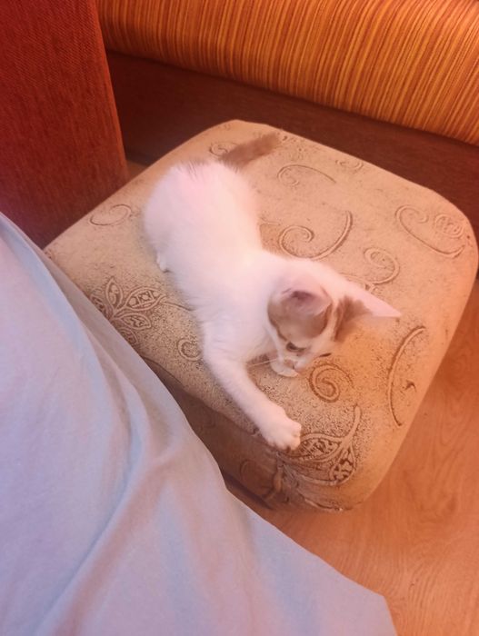 котета на 10 седмици