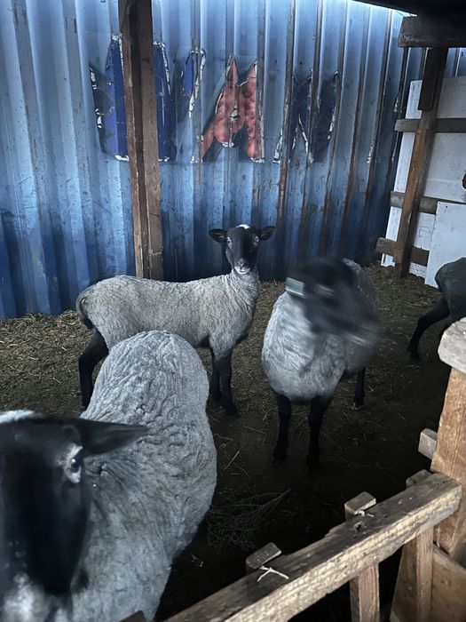 Продам Романовских Овец