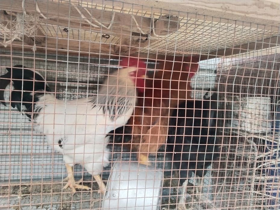 Продам три петуха