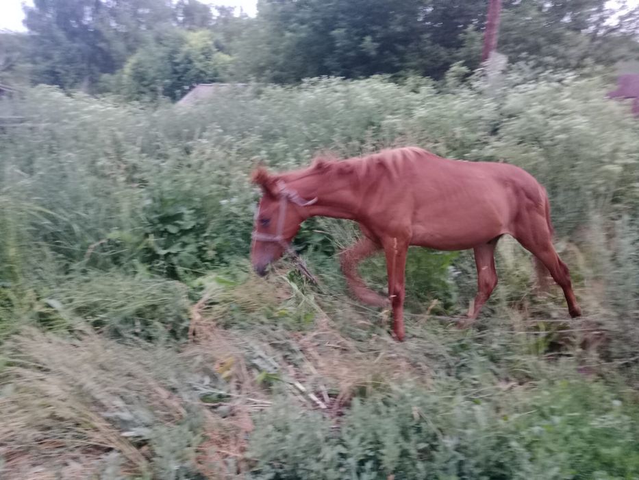 Продам коня жеребец