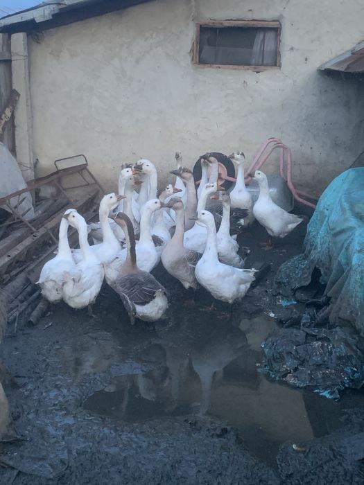 Vand 20 de gâște