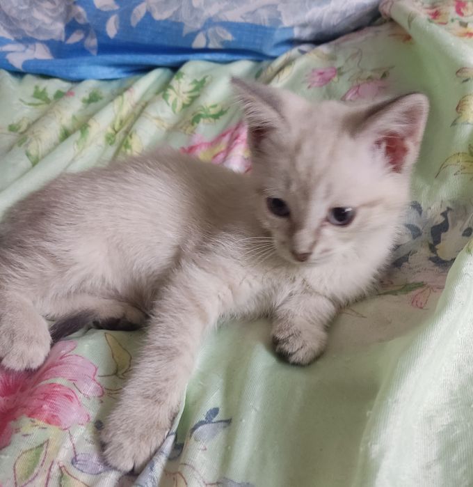 Отдам бесплатно котят