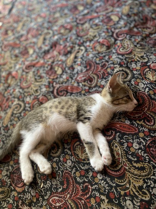 Kichkina 1 yarim oylik mushukcha. Yaxshi qullarga beraman