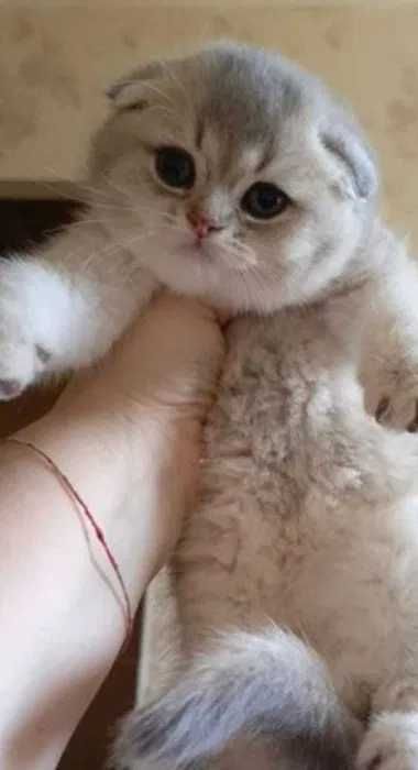 Продам породистых Шиншилл