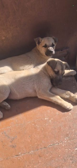 Отдам щенков мальчиков