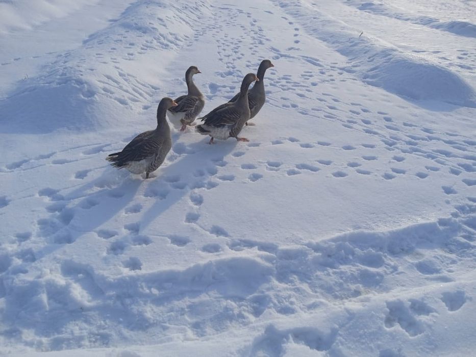Колдын каздары сатылады