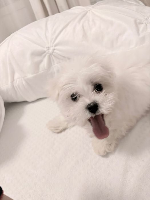 Bichon maltesse alb 2 luni