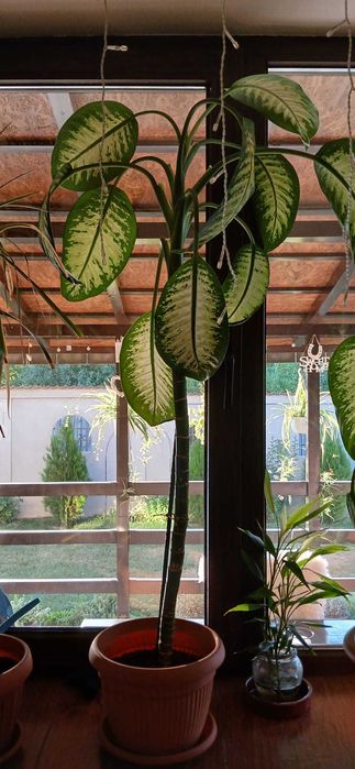 Plante ornamentale - Dieffenbachia & Dracaena