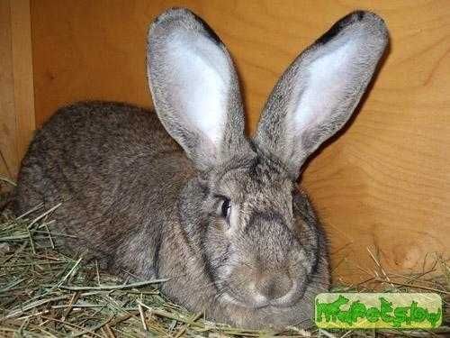 фландр самес сотилади тоза зот